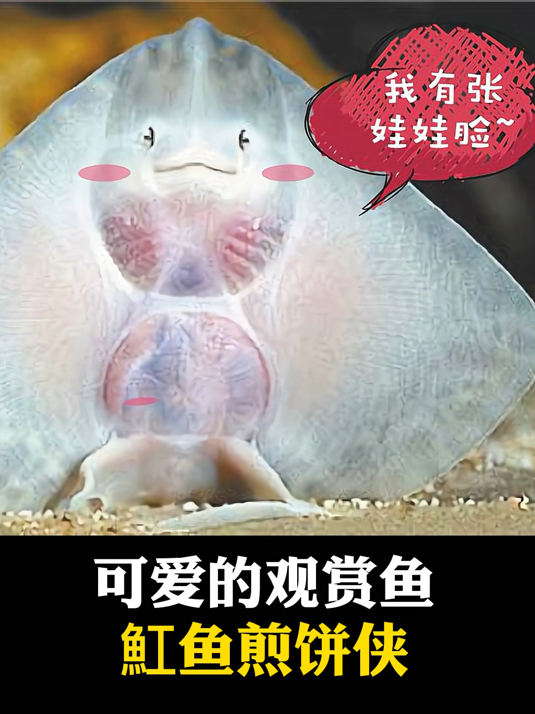 魟鱼煎饼侠