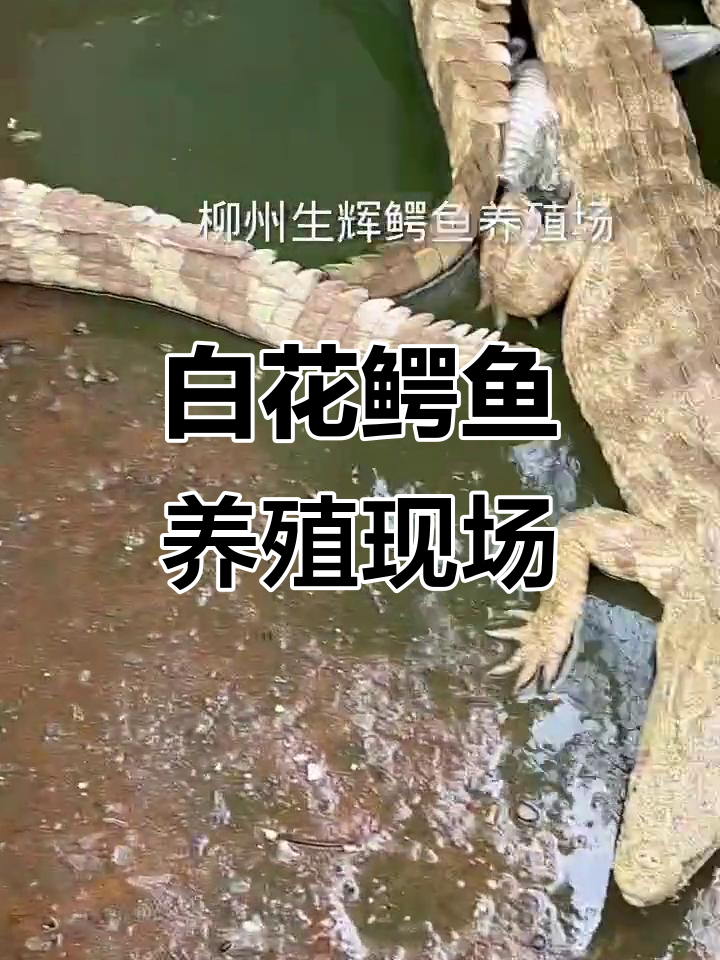 罕见白花鳄鱼大揭秘,二三十斤一条的养殖基地实拍