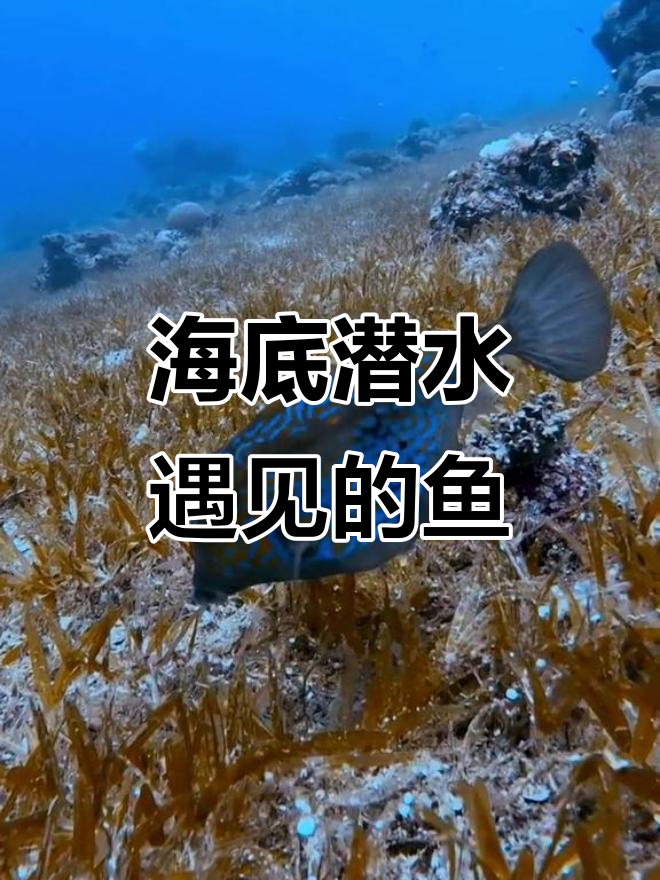 探索海底世界，遇见这些奇特的鱼种