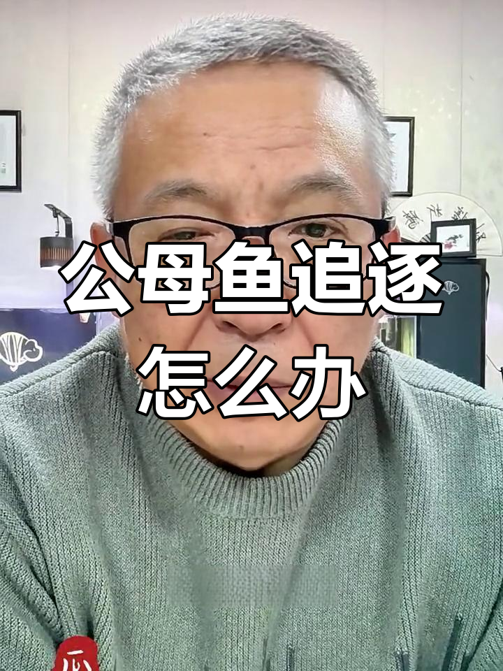 公母鱼如何相处?兰寿泰狮追尾现象解析