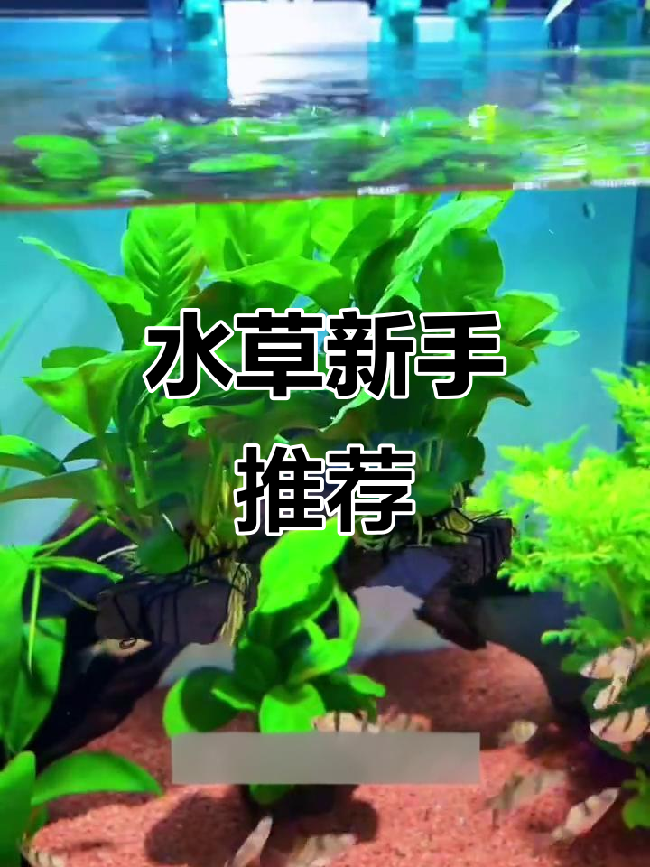 适合初学者的水草,轻松养活,净化水质,打造清澈鱼缸!