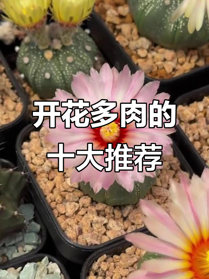 10种开花惊艳的多肉品种,你养过几种?