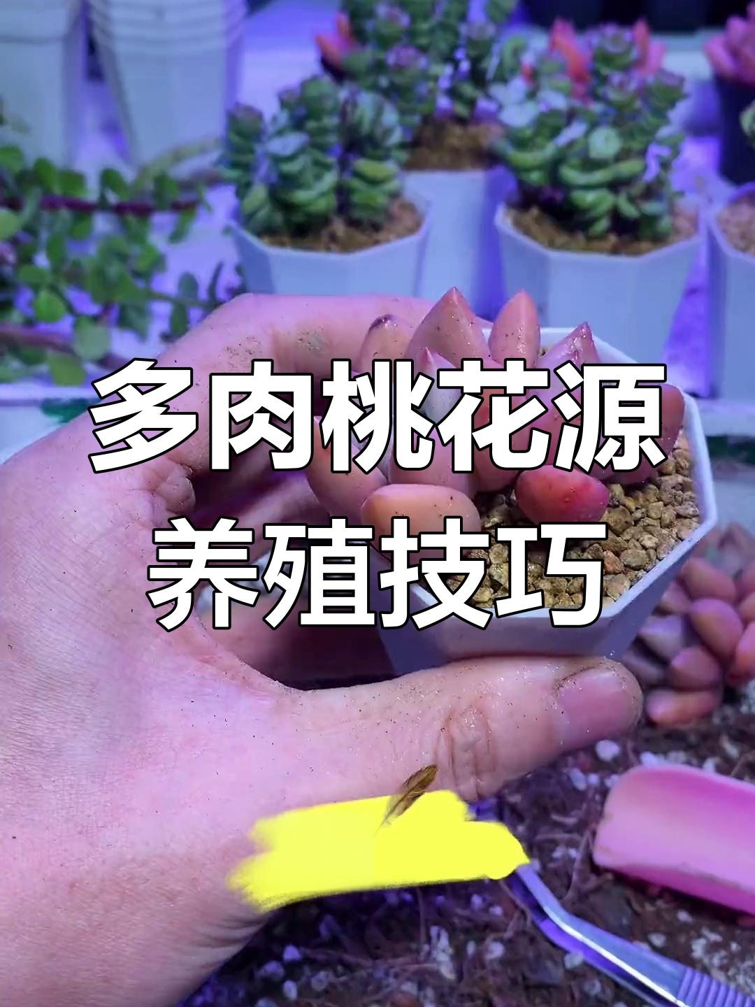 桃花源多肉养护全攻略:四季浇水、光照与温度技巧