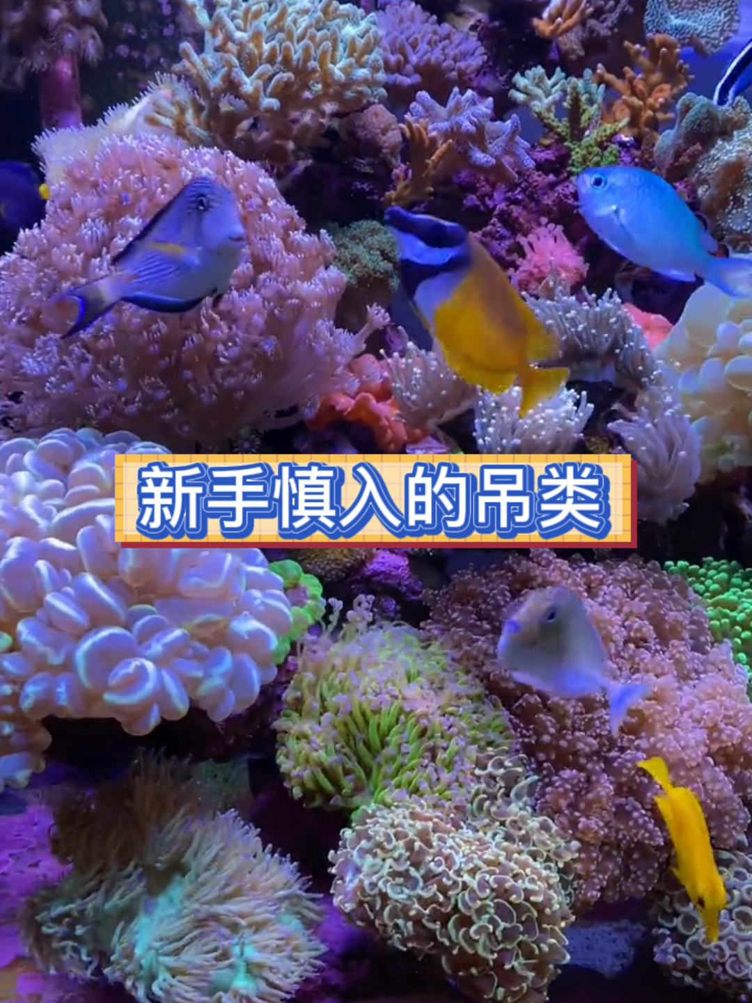新手慎入的吊类有哪些呢