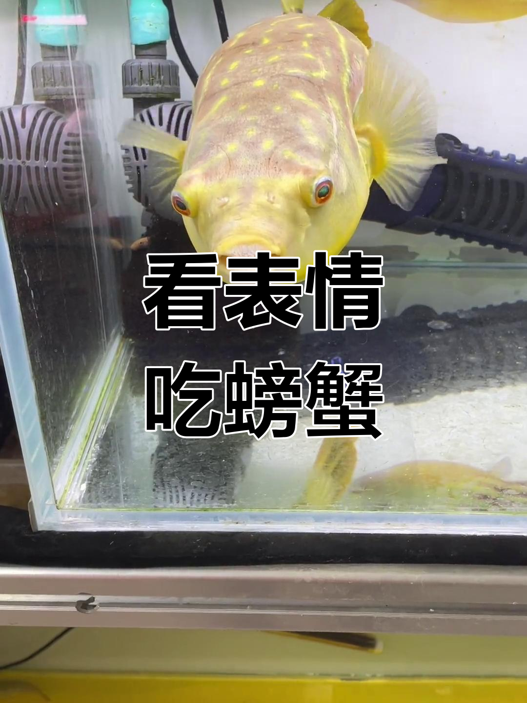 河豚与斑马狗头表情大比拼