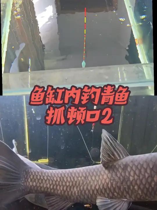 鱼缸内钓青鱼,一离一触