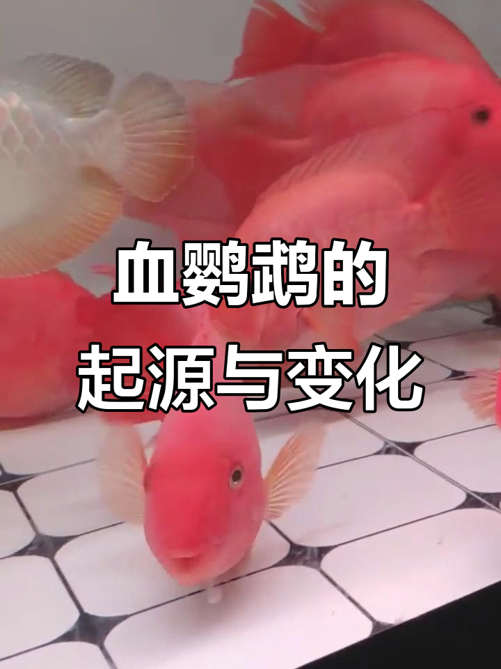 鹦鹉鱼：从杂交新品种到观赏宠物的演变