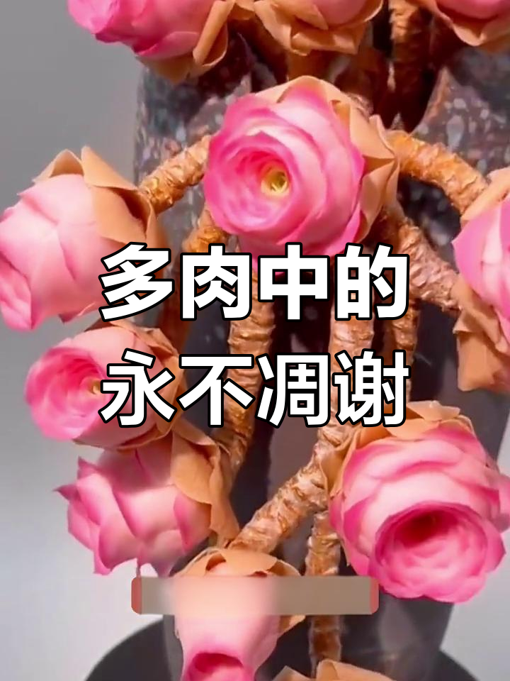 秋季多肉玫瑰,山地玫瑰的养护技巧