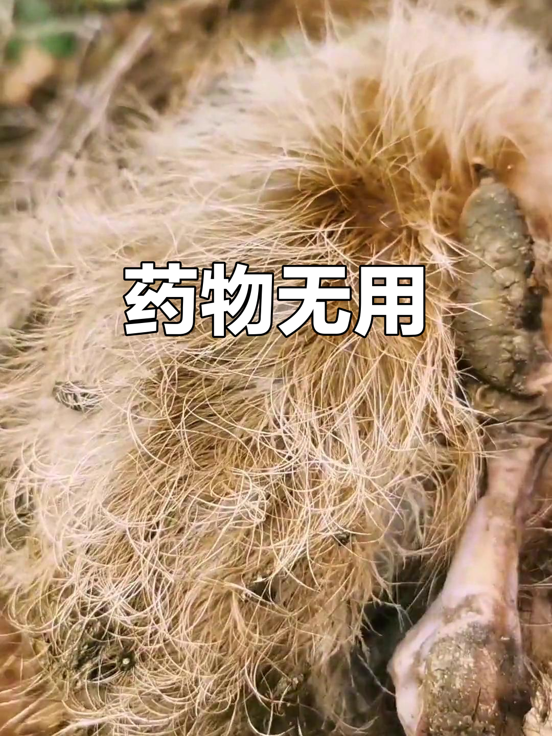 药物预防无效,土鸡照样死亡。卖药的都是骗人的!