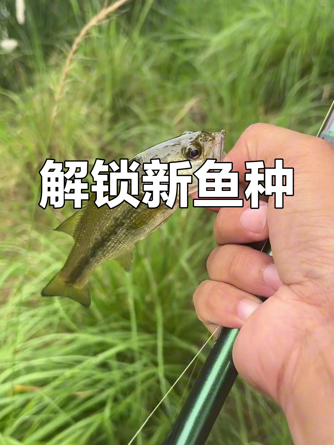 新鱼种解锁:鲈鱼与太阳鱼的钓鱼体验