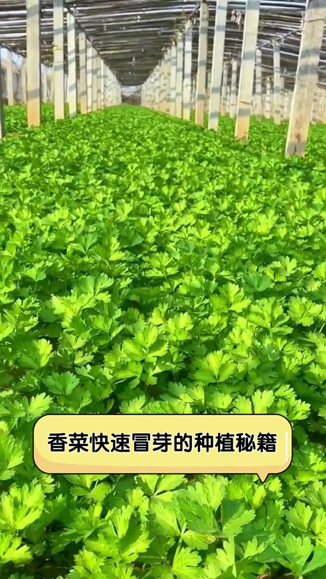 香菜快速冒芽的种植秘籍