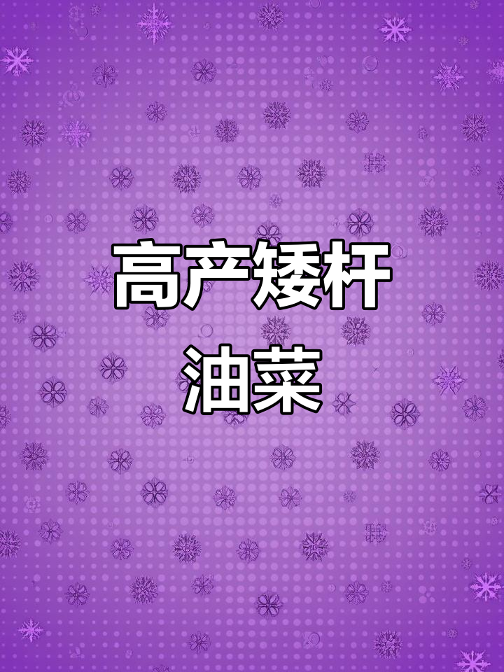 德超油797:矮杆高产,结荚多,油菜籽新选择