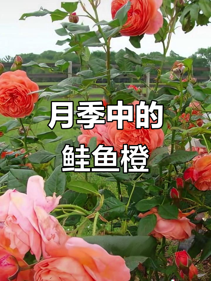 颂夏月季,橙色如霞,晚风中绽放的独特美丽