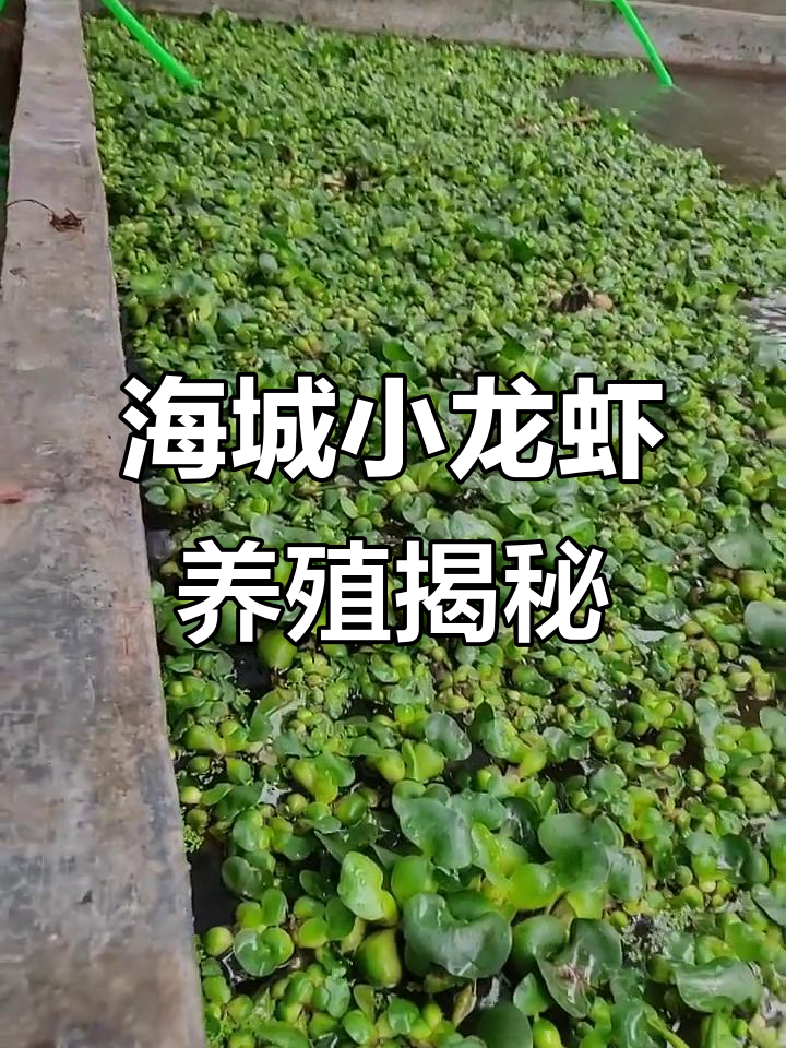 辽宁海城小龙虾养殖基地探秘,东北也能养龙虾