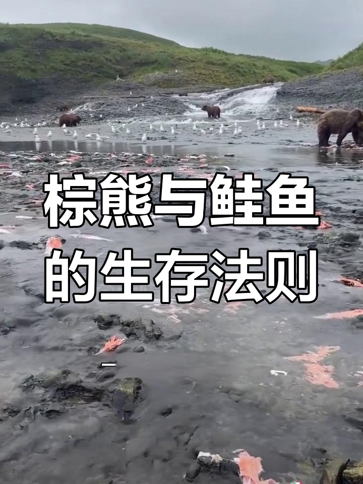 棕熊吃鲑鱼,洄游季节的残酷现实