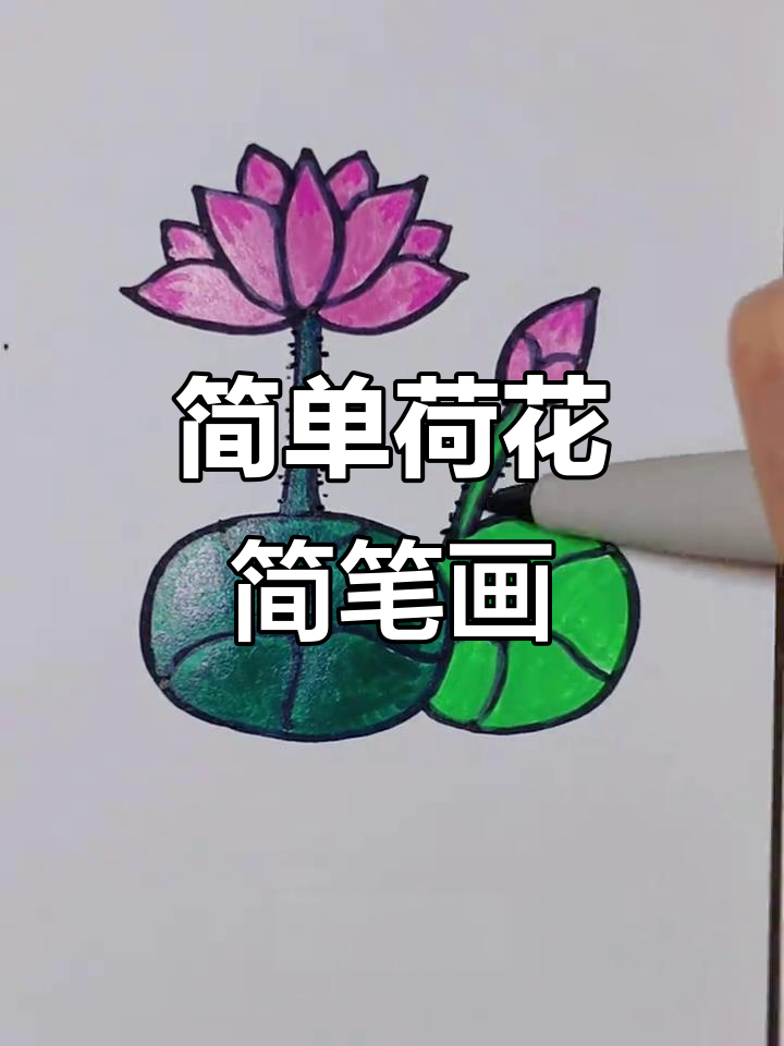 夏日荷花简笔画，轻松学会画美丽荷塘景色
