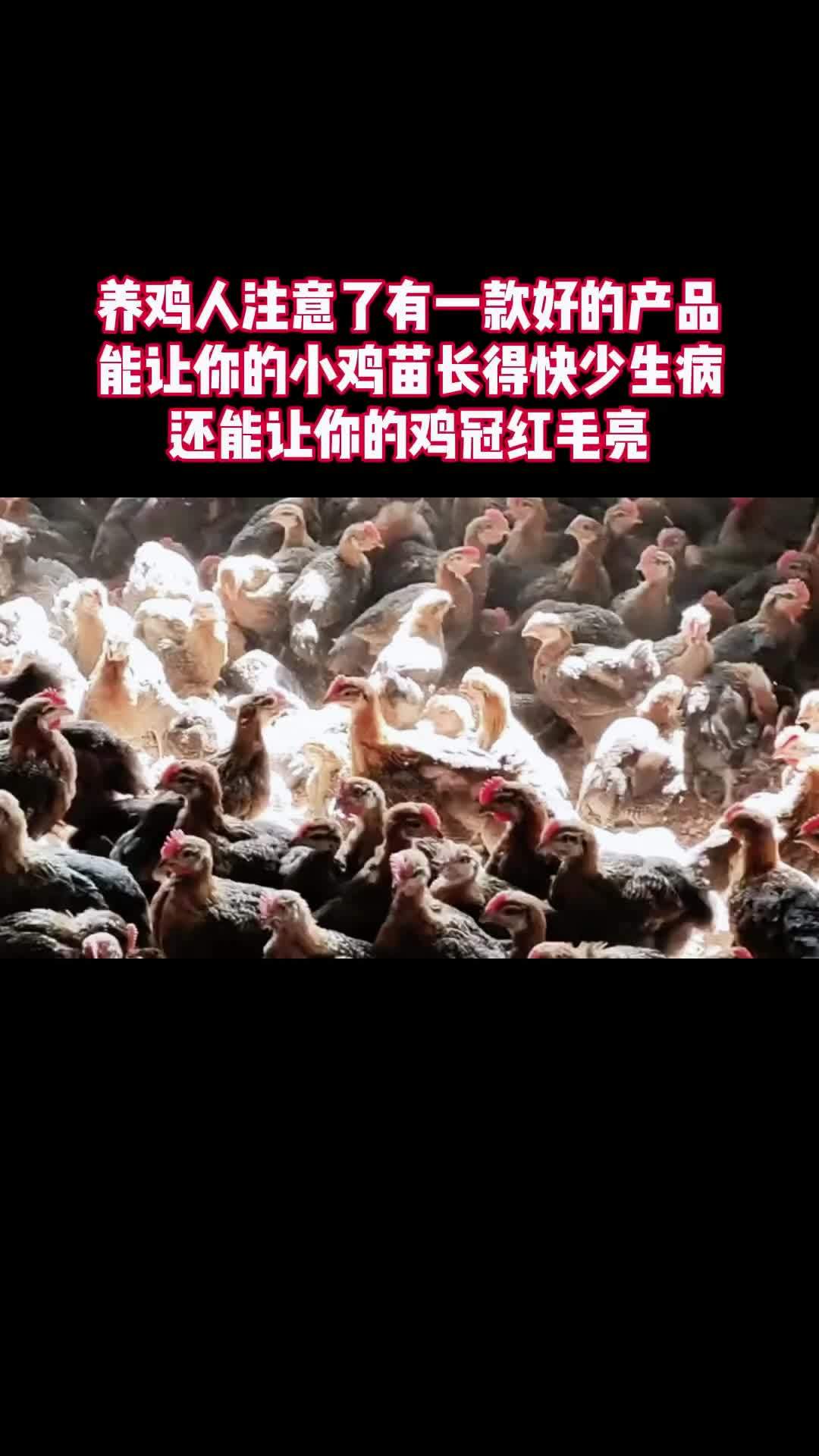 三农 养殖 农村散养土鸡 养鸡 多维牛磺酸 养鸡人注意了有一款好的产品,能让你的小鸡苗长得