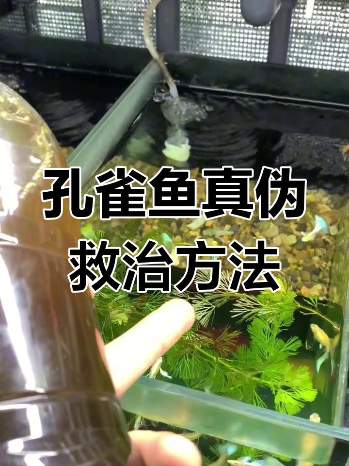 孔雀鱼针尾病治疗法:土霉素泡水救小鱼