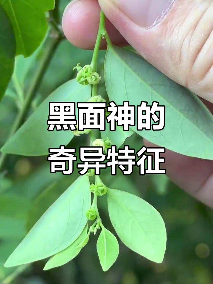 奇特植物黑面神,叶子吸引昆虫形成白转文图案