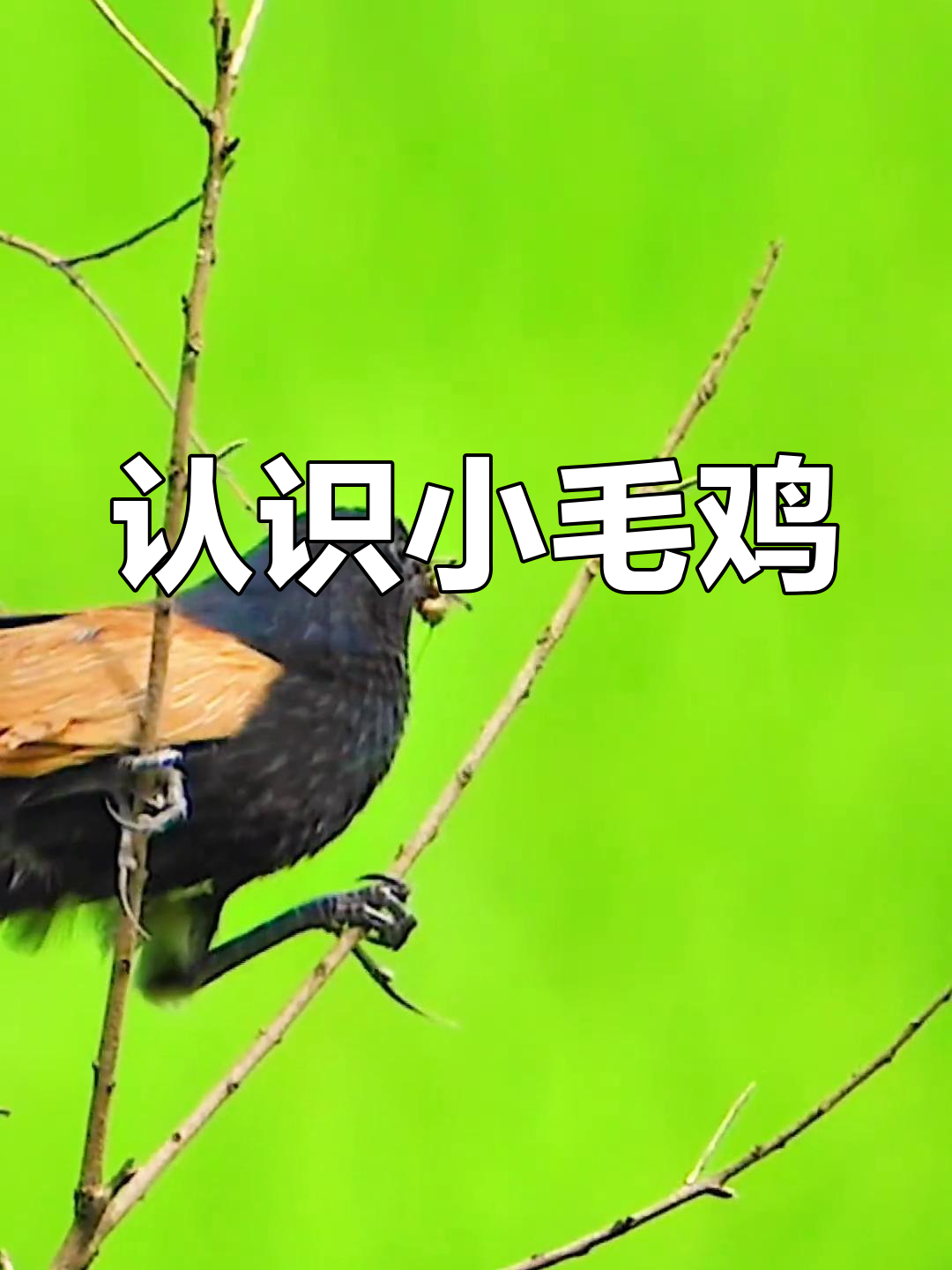 小毛鸡的独特叫声与美丽外貌,带你了解它们的生活习性
