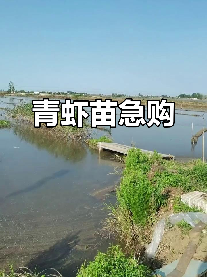 盱眙青虾苗紧缺,急需大批量采购!