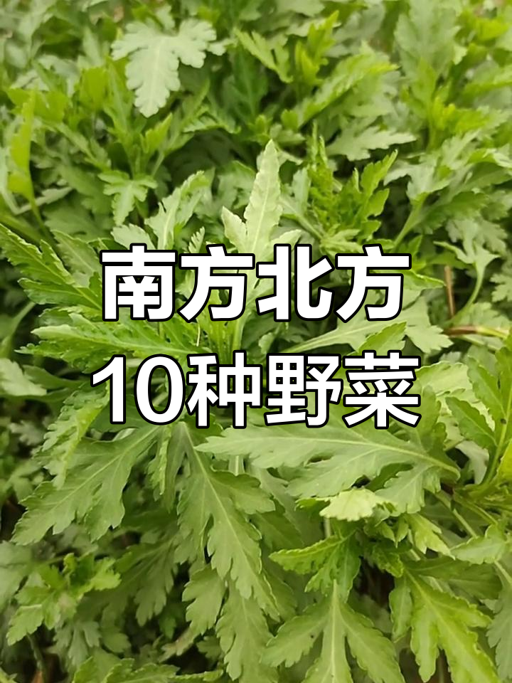 南北常见野菜种类及特色