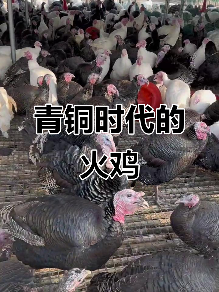 火鸡的青铜时代：尼古拉与青铜火鸡的故事