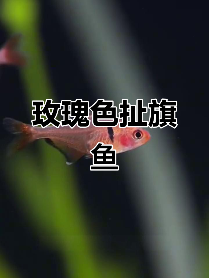 玫瑰扯旗鱼：浅粉色与黑斑的美丽邂逅