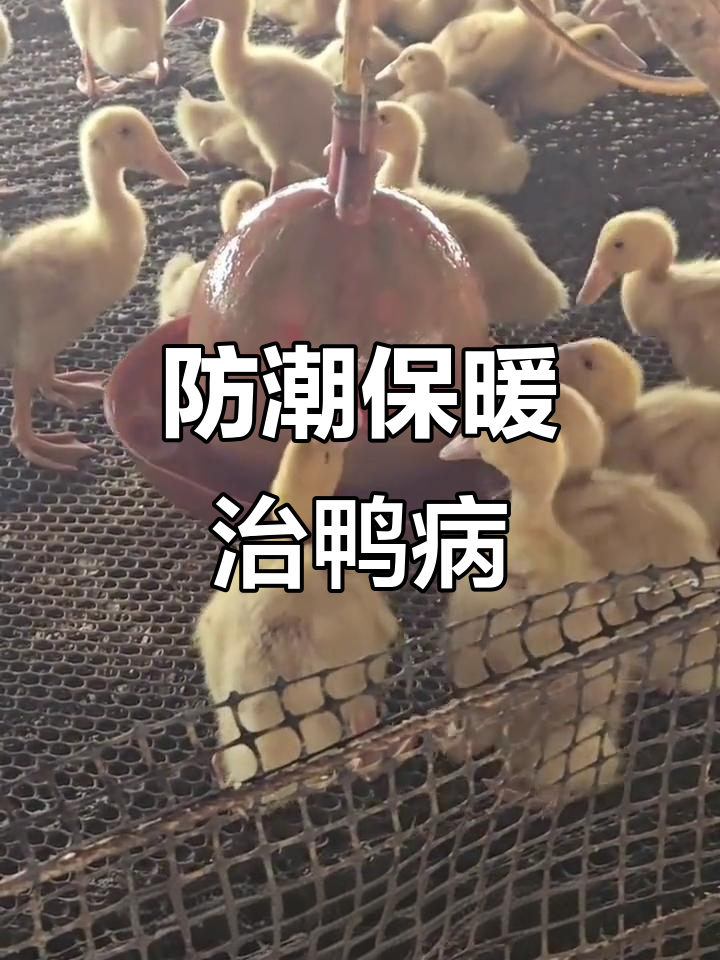 雨天潮湿引发鸭病,如何应对细菌性感染和感冒?