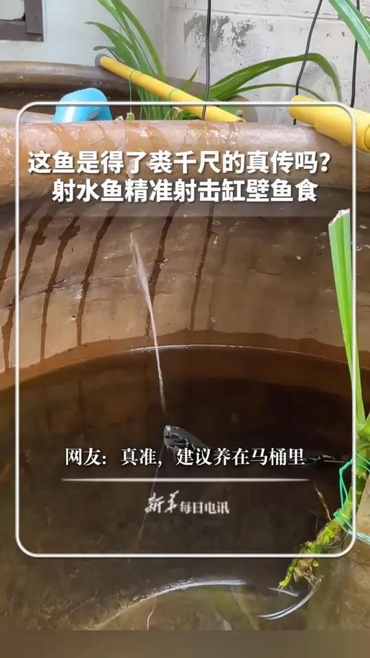 这鱼是得了裘千尺的真传吗?射水鱼精准射击缸壁鱼食,网友:真准,建议养在马桶里。新华每日电讯