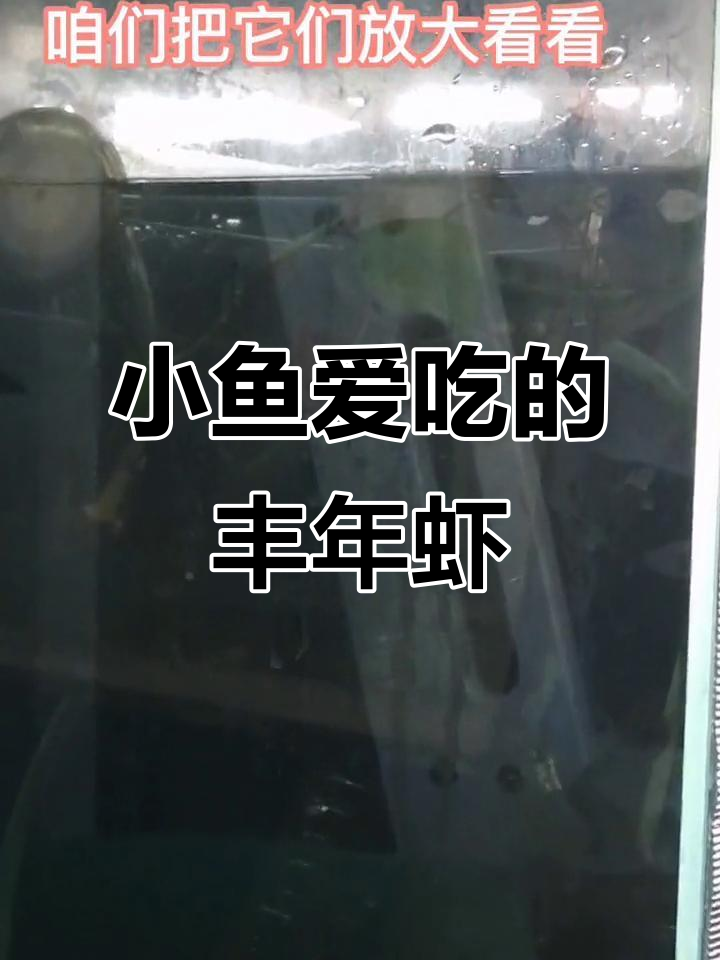 丰年虾到底长啥样?显微镜下看它们活泼的样子