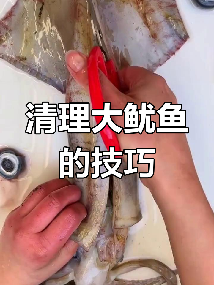 大鱿鱼清理全攻略,轻松去内脏