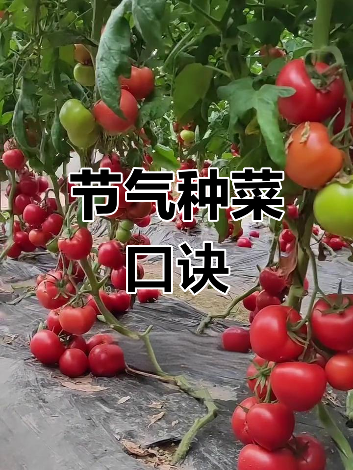 二十四节气种菜技巧,轻松掌握蔬菜种植时机