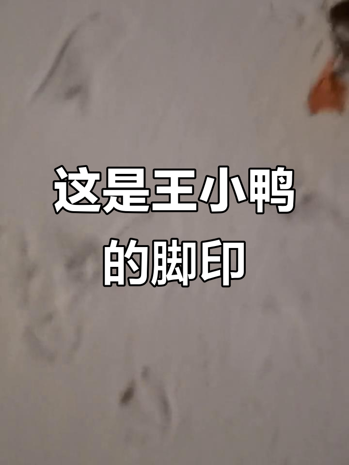 王小鸭的脚印太有趣了,快来看看是谁留下的!