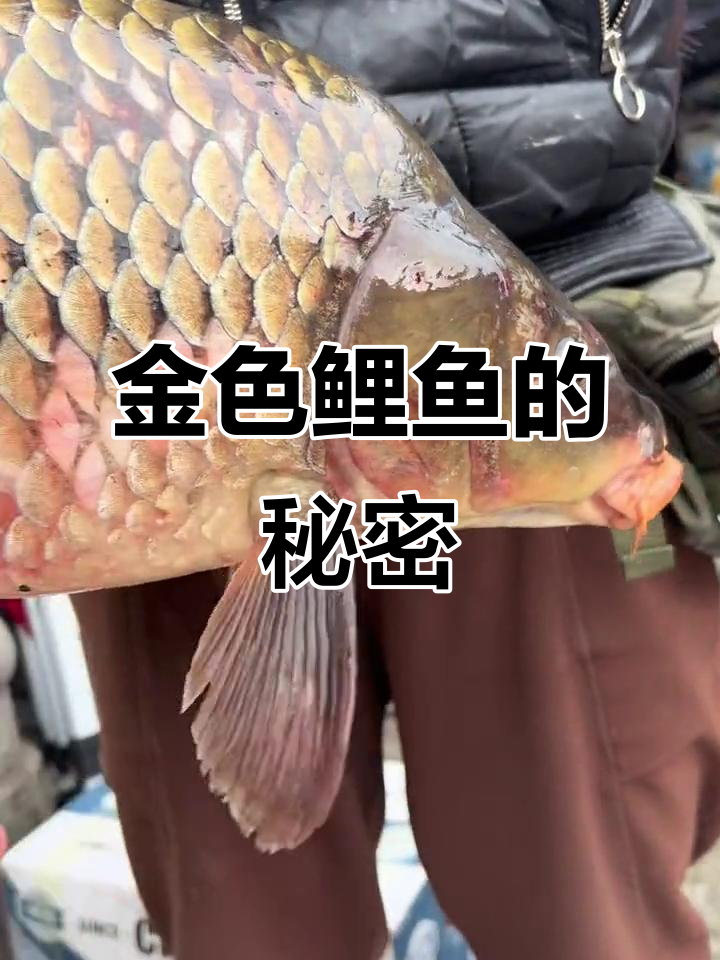 乌苏里江金色鲤鱼,独特魅力令人惊叹!