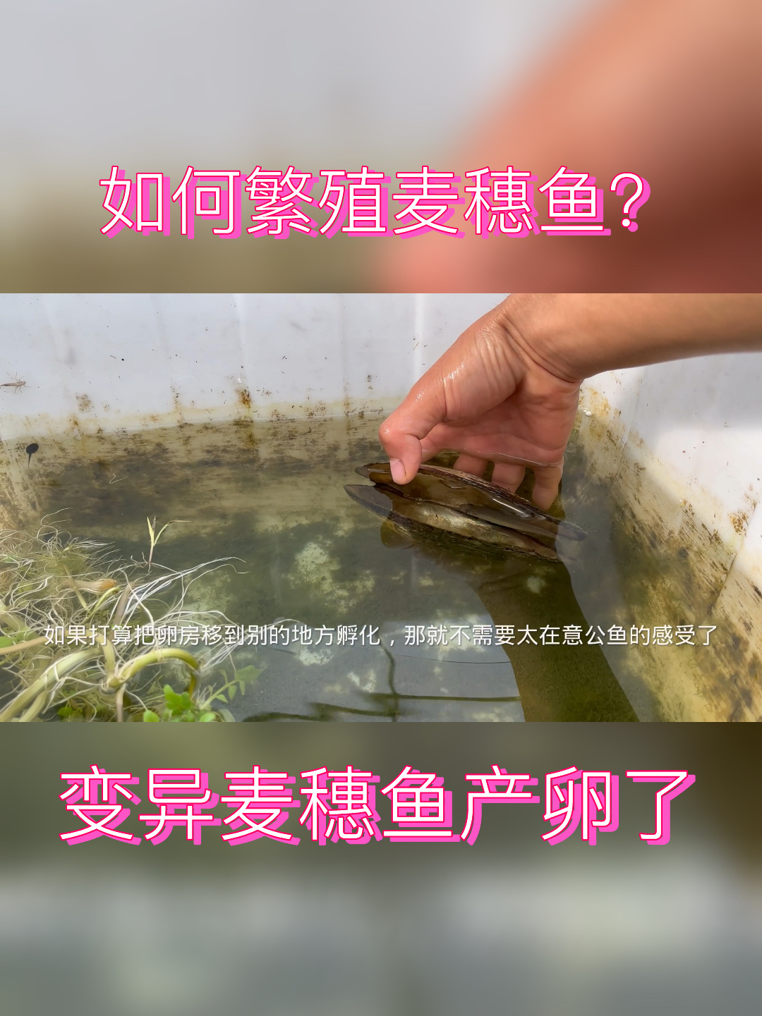 如何繁殖麦穗鱼?变异麦穗鱼产卵了