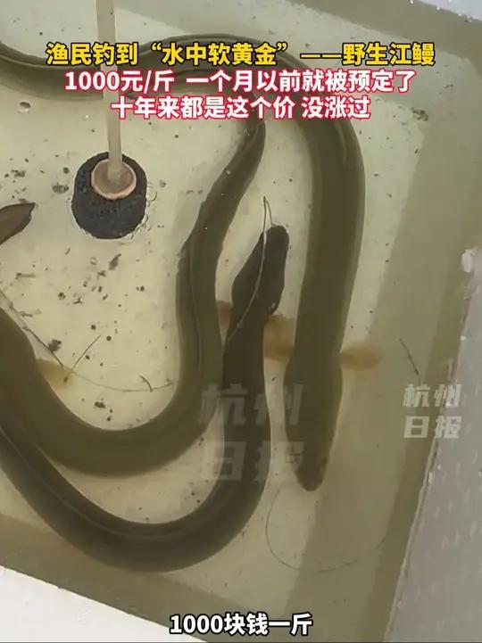 极品野生鳗鱼卖到1000元一斤，没有预定还买不到。杭州（来源：美丽浙江 杭州日报）