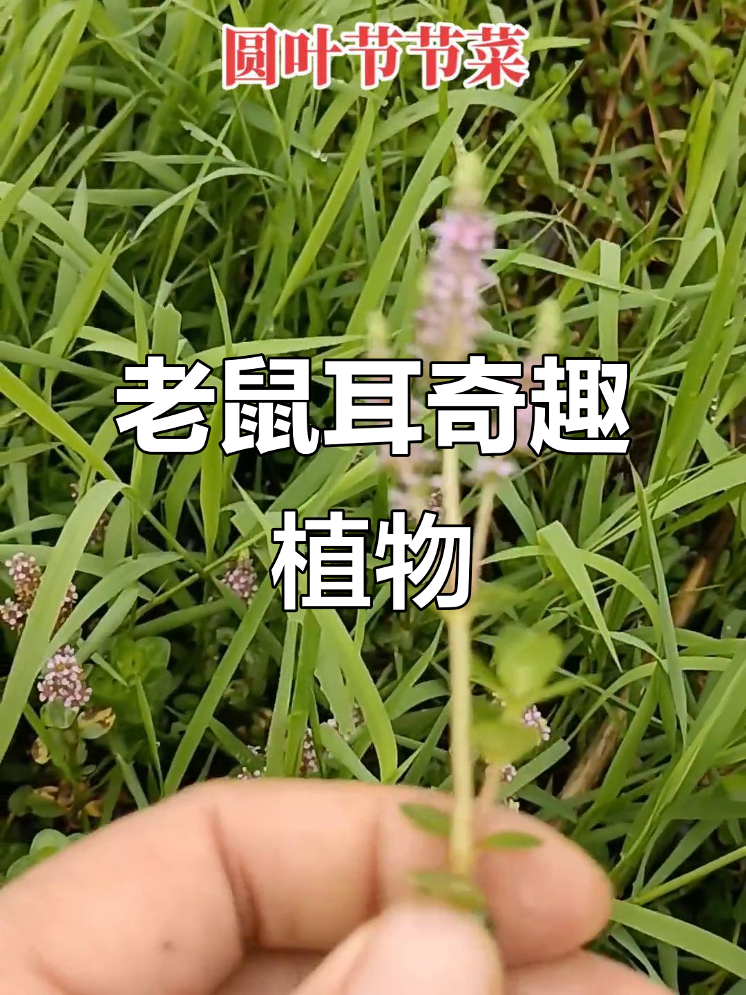 家乡的“老鼠耳”,农田潮湿处常见,形状奇特有趣!