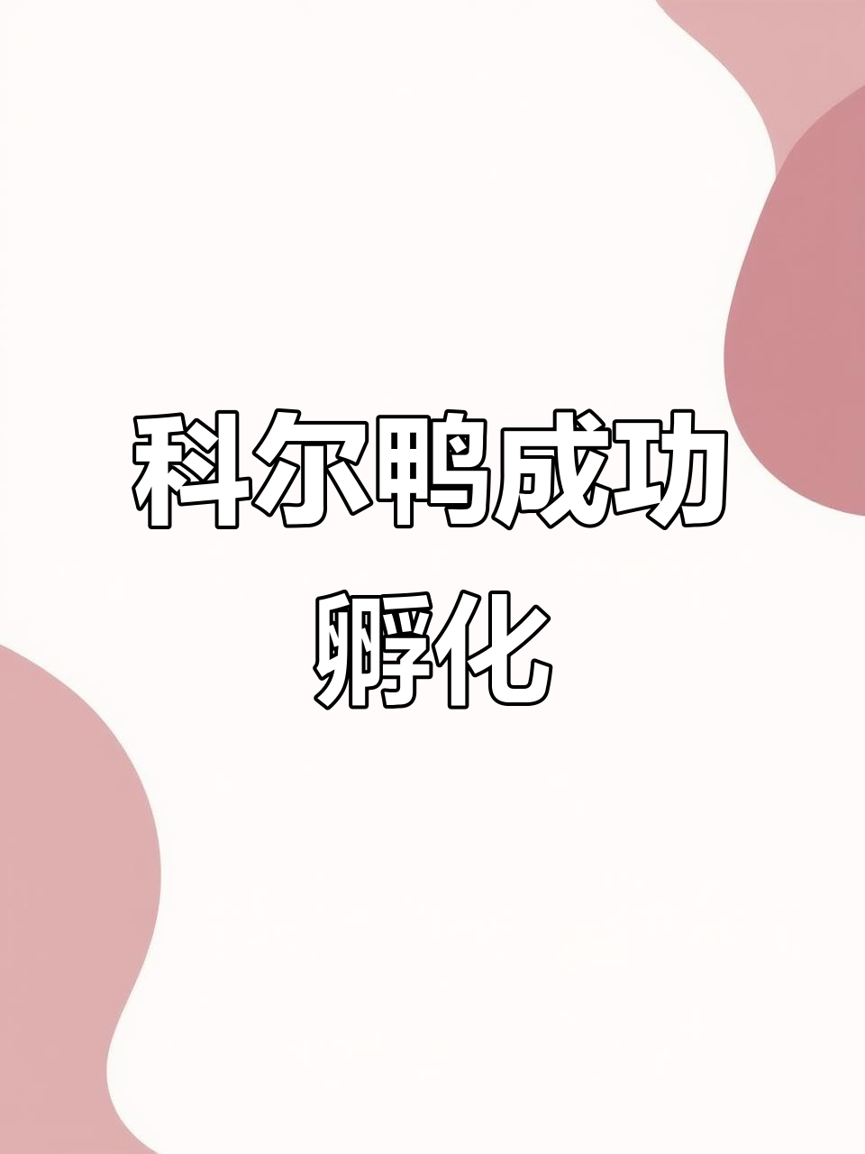 孵出黑色科尔鸭，暖房照料等待兄弟姐妹出生