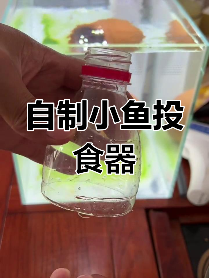 制作简易投食器,解决小丑鱼喂食难题