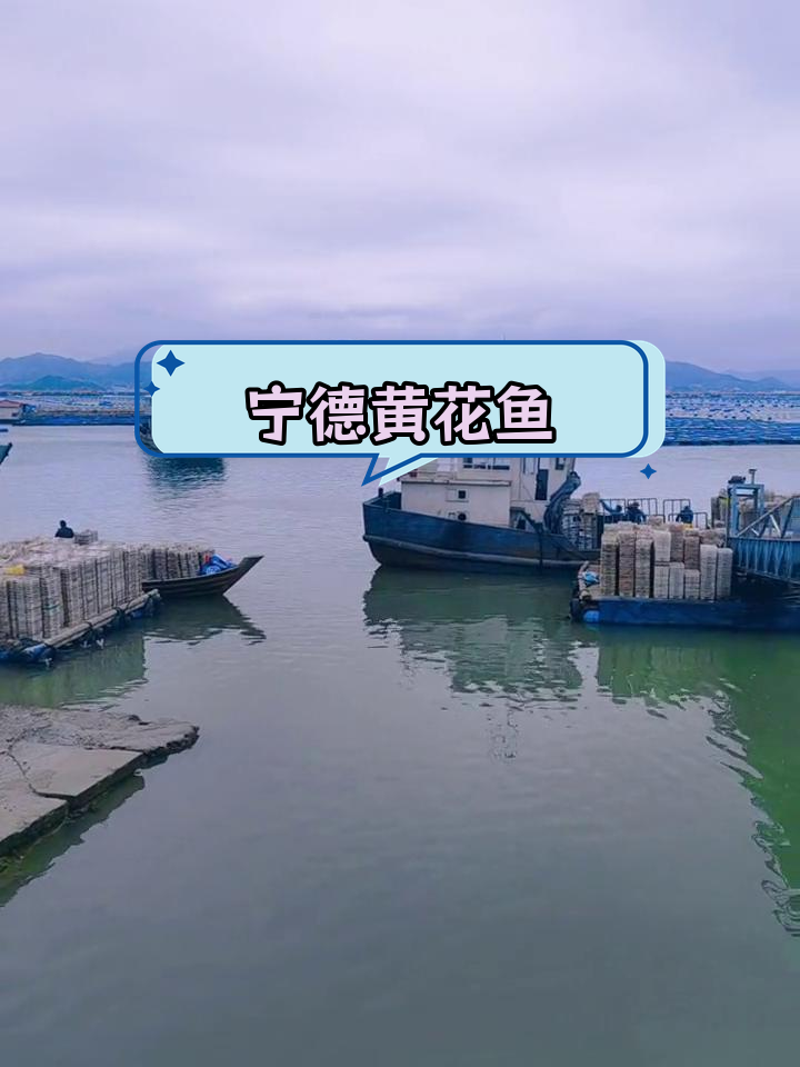 宁德大黄鱼:福建特产与养殖基地