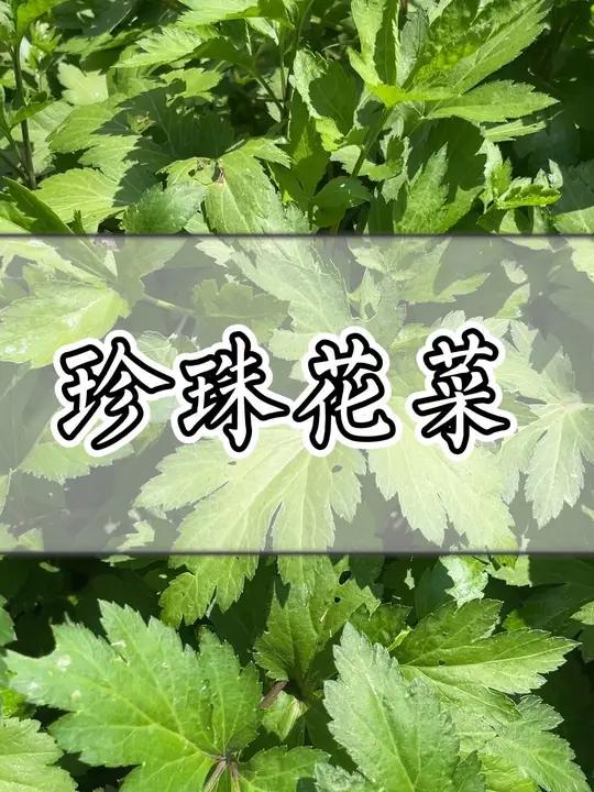 潮汕青草-珍珠花菜