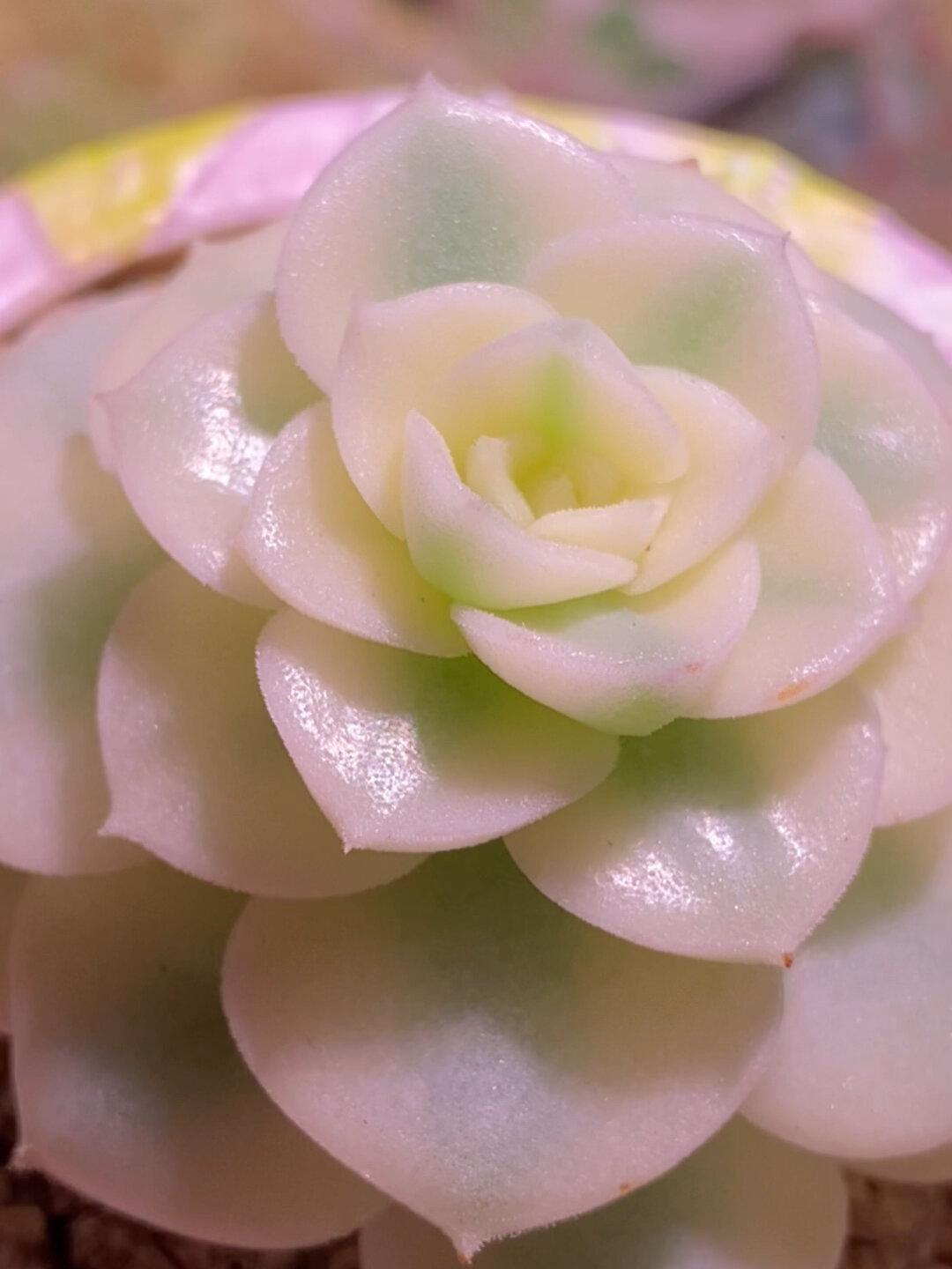 妮可莎娜锦,爱长杆子的品种 嗨嗨嗨