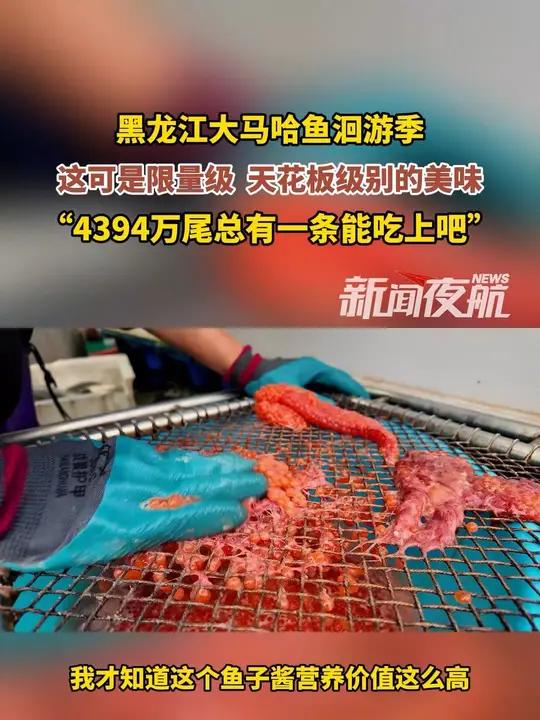 9月28日,黑龙江抚远。黑龙江大马哈鱼洄游季,这可是限量级 天花板级别的美味。“4394万