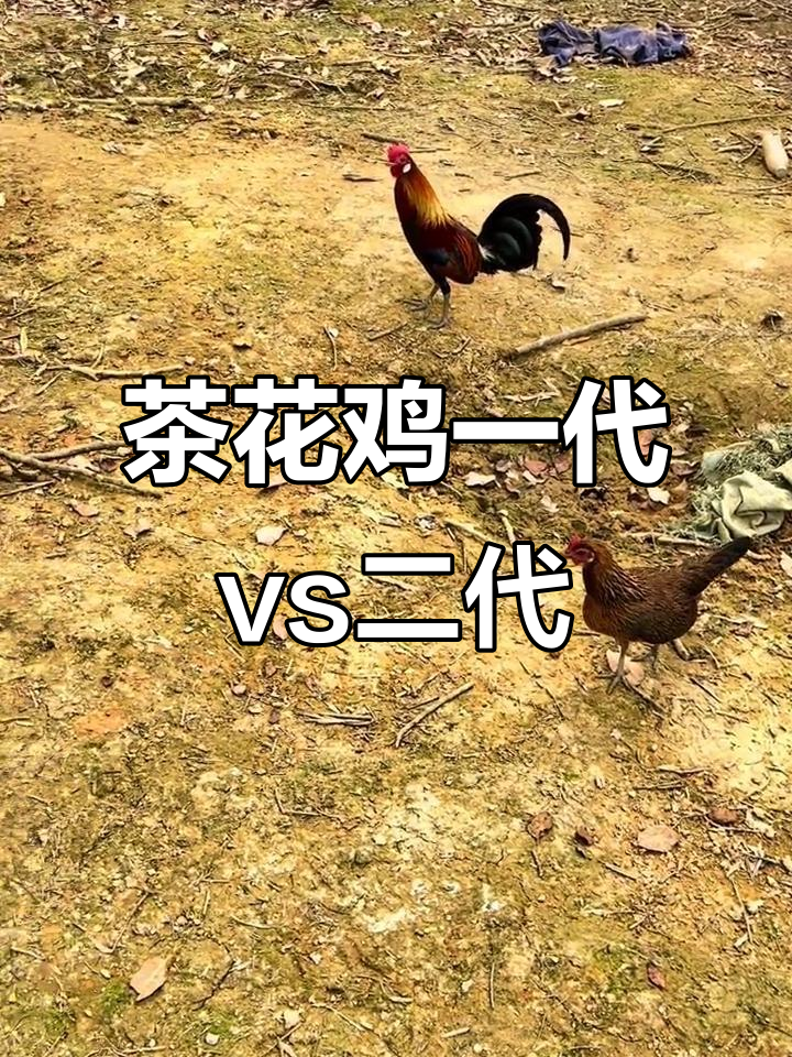 一代茶花鸡与二代大红公鸡的区别,爱鸡人士必看!