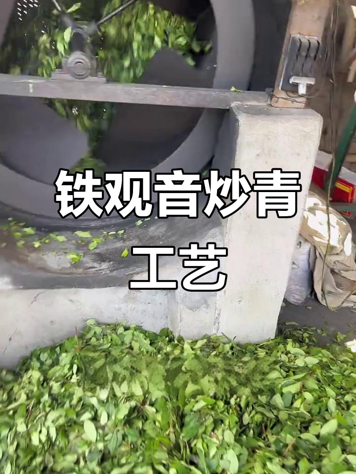 铁观音炒青全程揭秘:300度高温下的茶叶蜕变