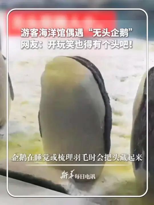 游客海洋馆偶遇“无头企鹅”?每日趣闻|游客海洋馆偶遇“无头企鹅”,网友:开玩笑也得有个头吧