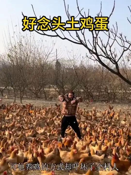 可生食黑凤乌鸡蛋,相信我,没吃过的真心可以试试