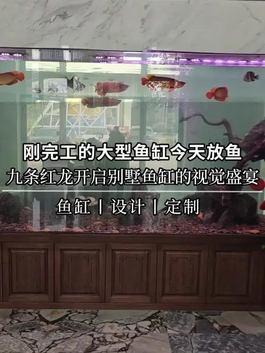 完工不久的大型鱼缸今天放鱼,九条红龙开启别墅鱼缸的视觉盛宴