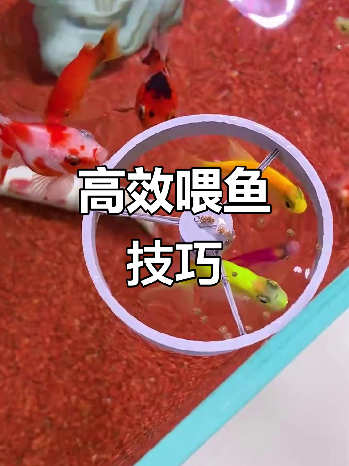 喂鱼新法,让小鱼开心吃食,避免浪费,轻松圈住每一粒